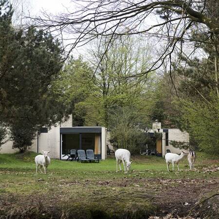 Freilaufende weiße Hirsche, die frei durch den Park von Center Parcs Het Meerdal streifen