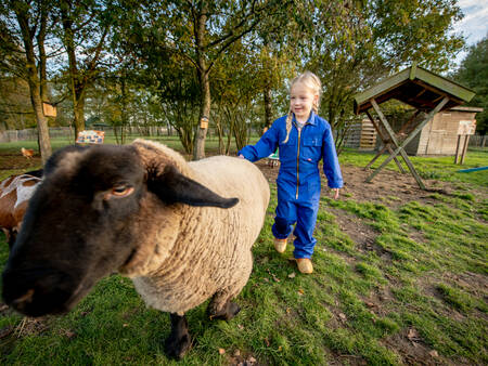 Kind mit einem Schaf im Streichelzoo im Ferienpark Landal Aelderholt