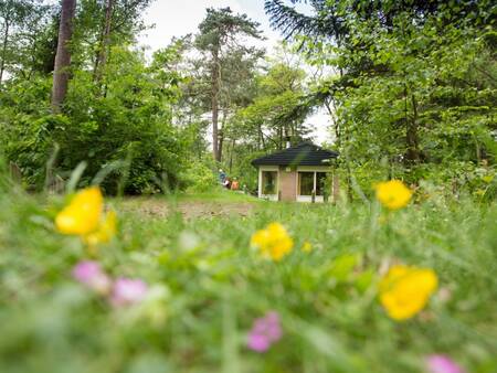 Ein Ferienhaus mitten im Wald im Ferienpark Landal Heideheuvel